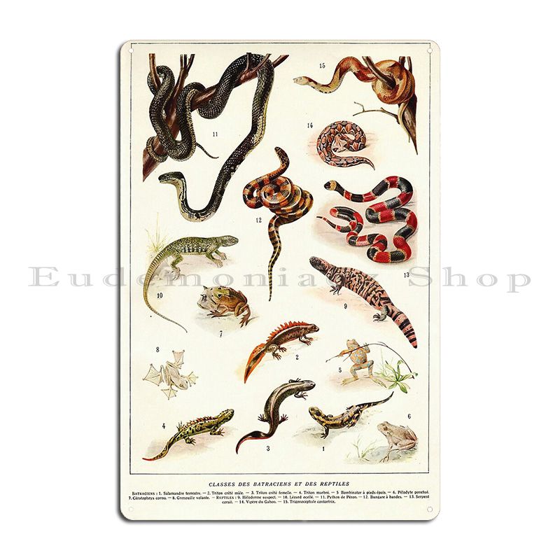 Adolphe millot batraciens e ré - Home Cinema Wall Design avaliação e preço